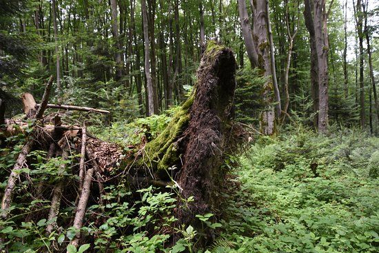 Rezerwat przyrody Chwaniów